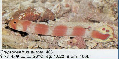 Cryptocentrus aurora